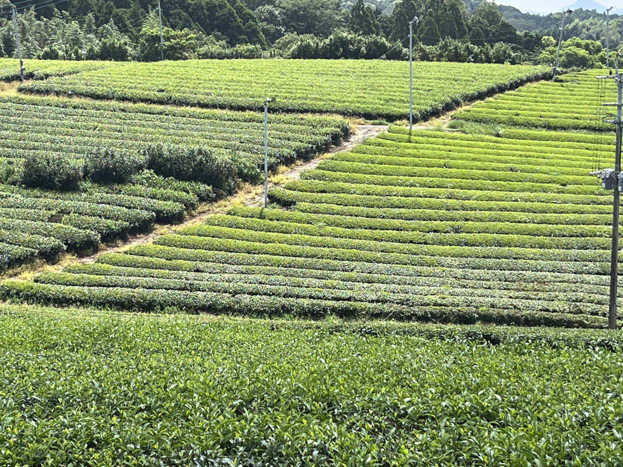 見渡す限りのお茶畑♪『八女中央大茶園』はまさにインスタ映えスポット！