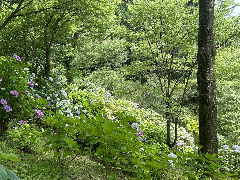 白糸の滝の紫陽花