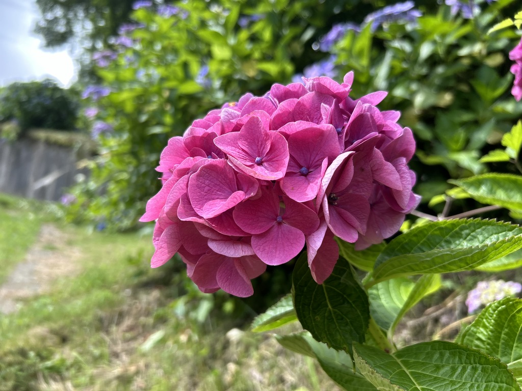 ピンクの紫陽花