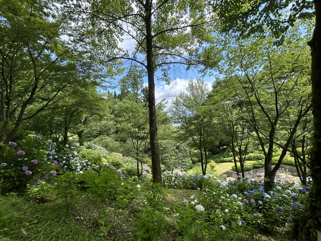 白糸の滝の紫陽花