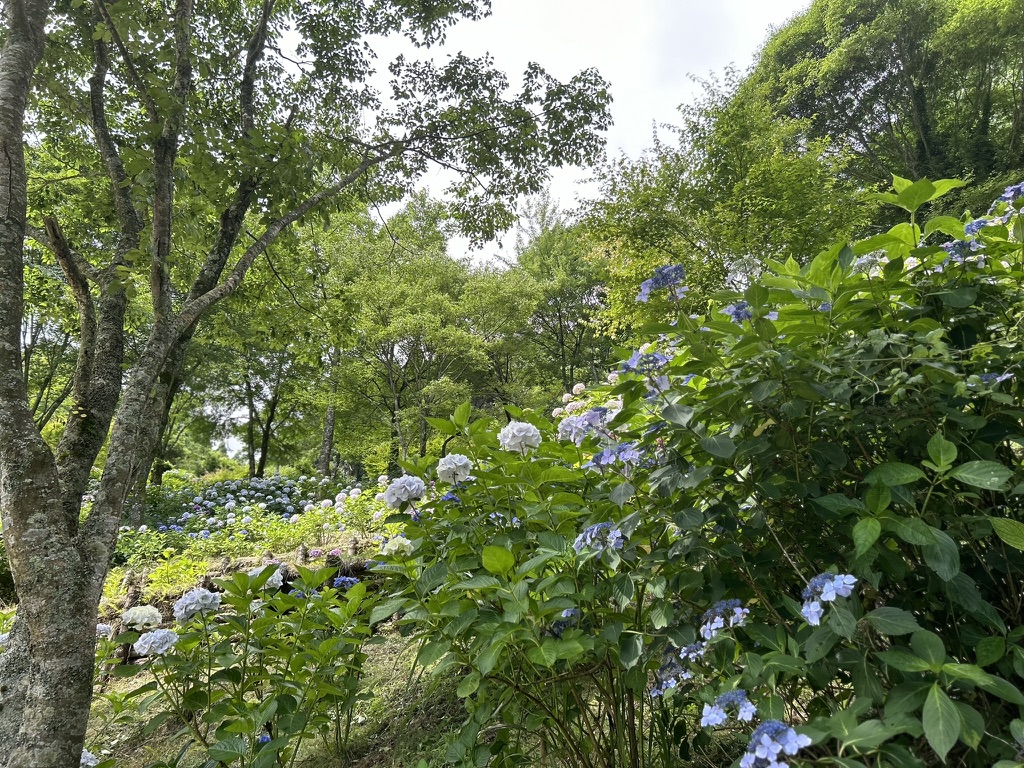 山の中の紫陽花